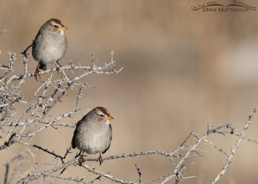 Juvenile White-crowned Sparrows on a bush, Davis County, Utah