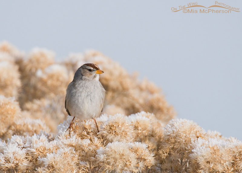 Juvenile White-crowned Sparrow perched in frost-covered Rabbitbrush near the causeway to Antelope Island State Park in Davis County, Utah