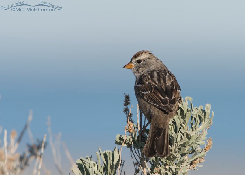 Immature White-crowned Sparrow molting to adult plumage, Antelope Island State Park, Davis County, Utah