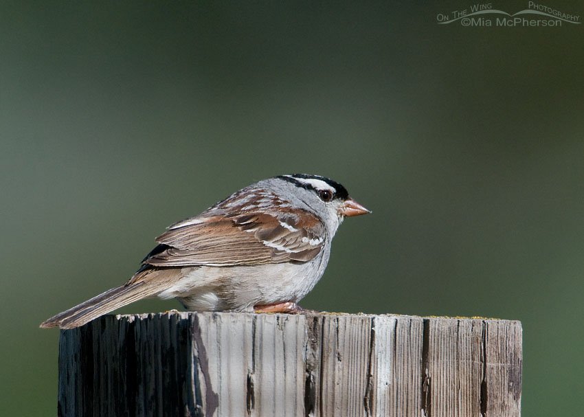 White-crowned Sparrow at the Continental Divide, Beaverhead County, Montana