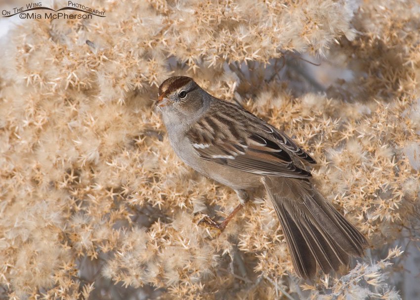 Juvenile White-crowned Sparrow foraging on Rabbitbrush on a cold winter day in Utah