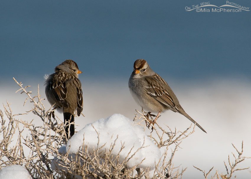 Juvenile White-crowned Sparrows on a snow-covered bush on Antelope Island State Park with the icy Great Salt Lake in the background.