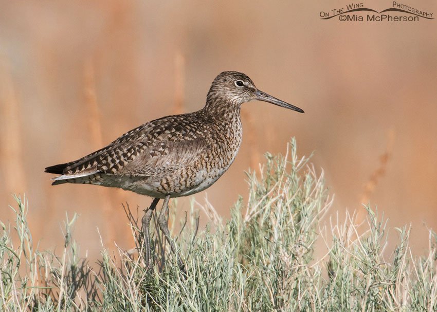 Western Willet in breeding plumage, Antelope Island State Park, Davis County, Utah