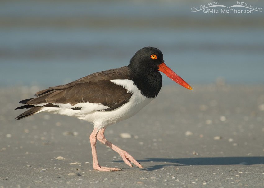 Strolling Oystercatcher at Fort De Soto County Park, Pinellas County, Florida