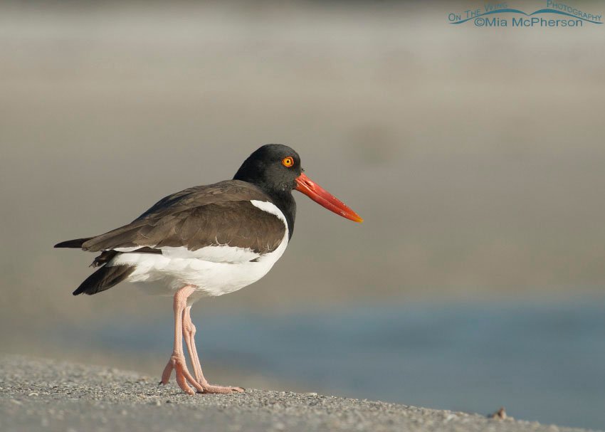 Oystercatcher resting by a lagoon, Fort De Soto County Park, Pinellas County, Florida