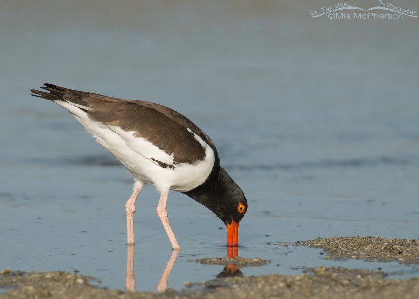 An Oystercatcher probing for breakfast at Fort De Soto County Park, Pinellas County, Florida