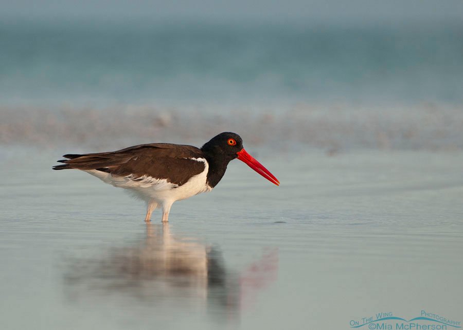 American Oystercatcher foraging in a tidal pool in the early morning, Fort De Soto County Park, Pinellas County, Florida