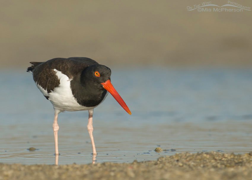 An American Oystercatcher at the edge of a lagoon at Fort De Soto County Park, Pinellas County, Florida