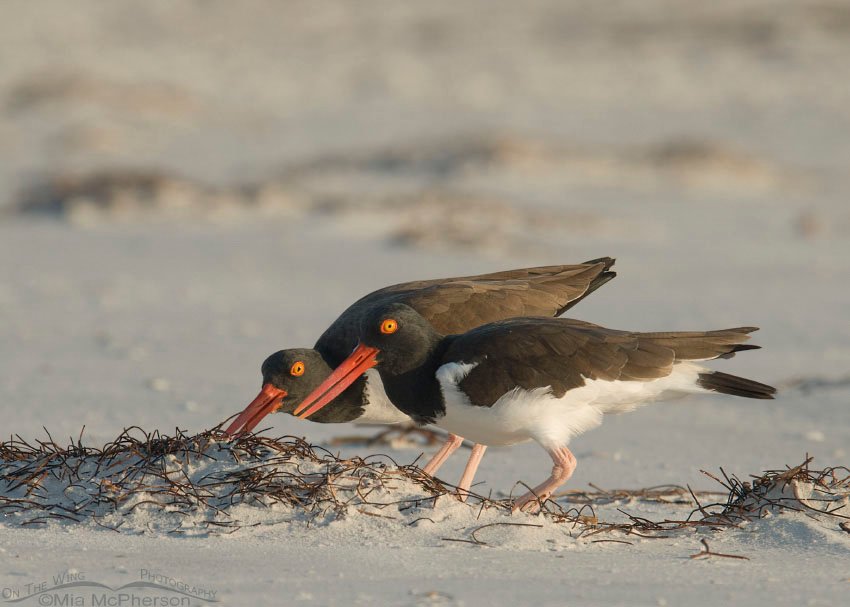 Mated pair of American Oystercatchers at Fort De Soto County Park, Pinellas County, Florida