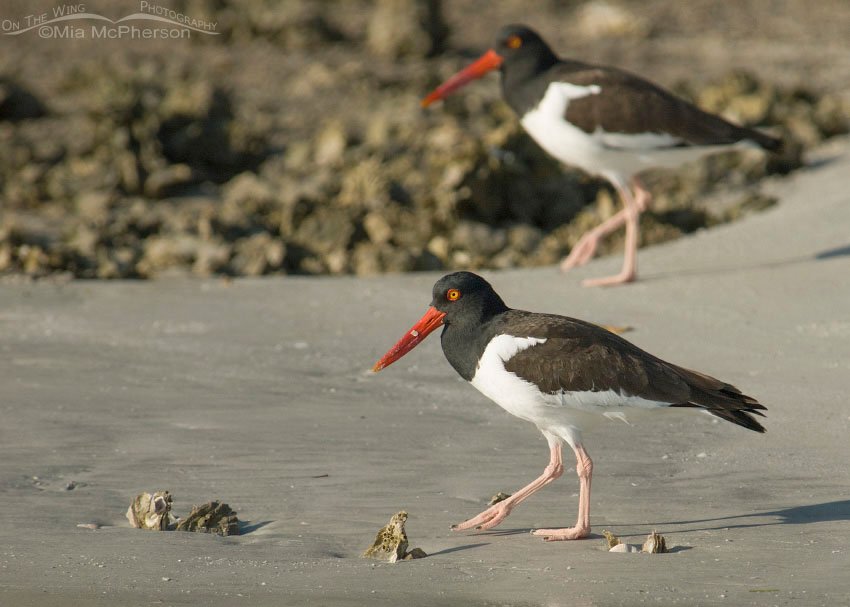 American Oystercatchers at low tide at Fort De Soto County Park, Pinellas County, Florida