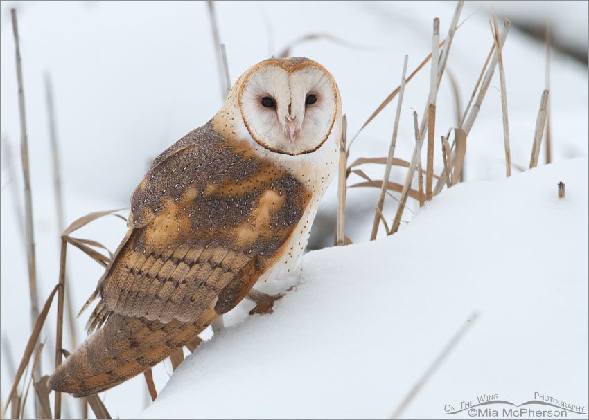 American Barn Owl in winter marsh habitat, Farmington Bay WMA, Davis County, Utah