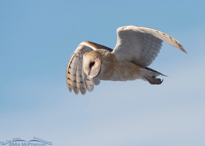 Cold morning and an American Barn Owl in flight, Bear River Migratory Bird Refuge, Box Elder County, Utah