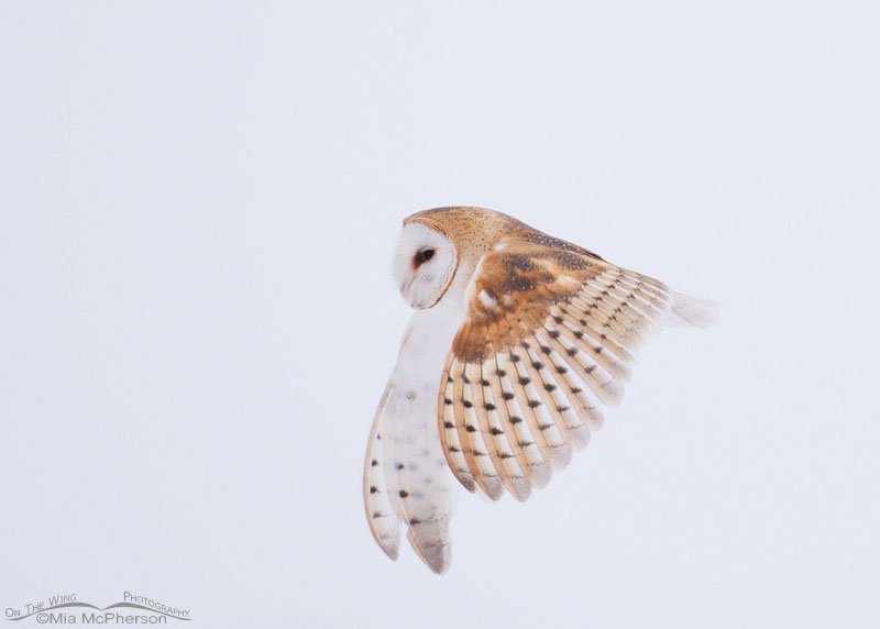 American Barn Owl flying in the snow & fog at Bear River Migratory Bird Refuge, Box Elder County, Utah