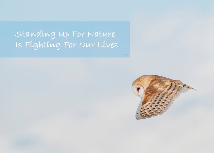 Barn Owl in flight - Standing Up for Nature