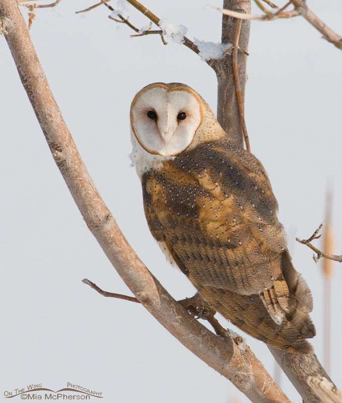 Perched American Barn Owl at Farmington Bay WMA, Davis County, Utah