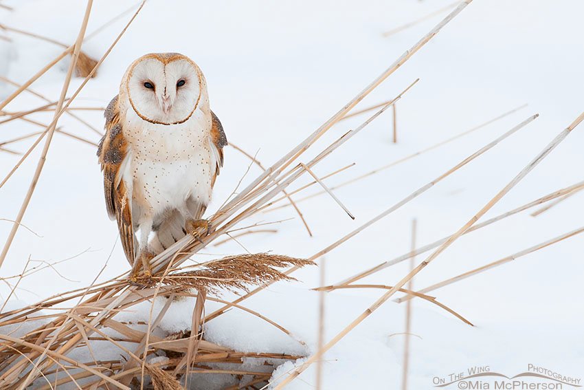 American Barn Owl in poor light, Farmington Bay WMA, Davis County, Utah