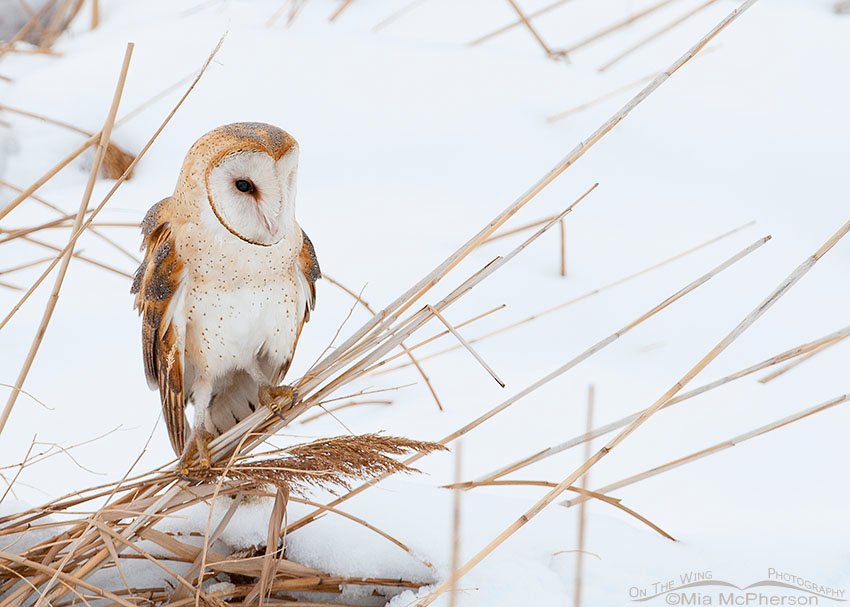 American Barn Owl in a snow-covered marsh, Farmington Bay WMA, Davis County, Utah