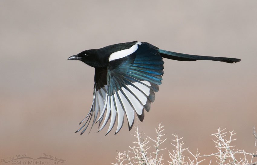 Black-billed Magpie in flight, Antelope Island State Park, Davis County, Utah