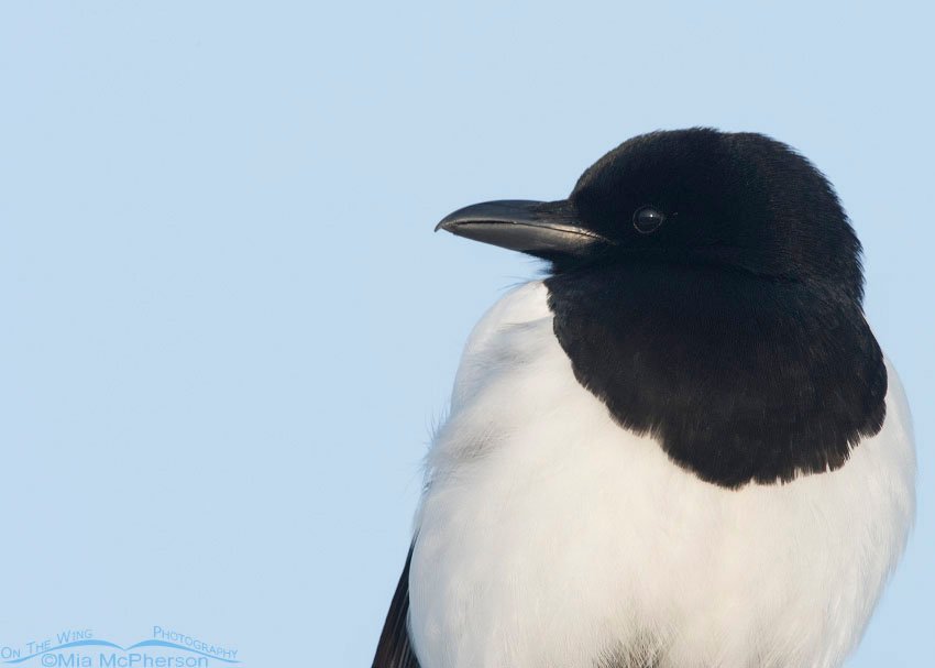 Portrait of an adult Black-billed Magpie photographed on Antelope Island State Park in Davis County, Utah