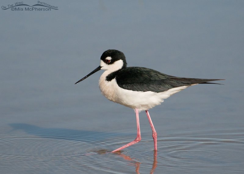 Male Black-necked Stilt foraging in a wetland, Bear River Migratory Bird Refuge, Box Elder County, Utah