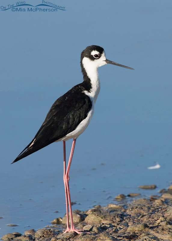 Male Black-necked Stilt near the auto loop at Bear River Migratory Bird Refuge, Box Elder County, Utah