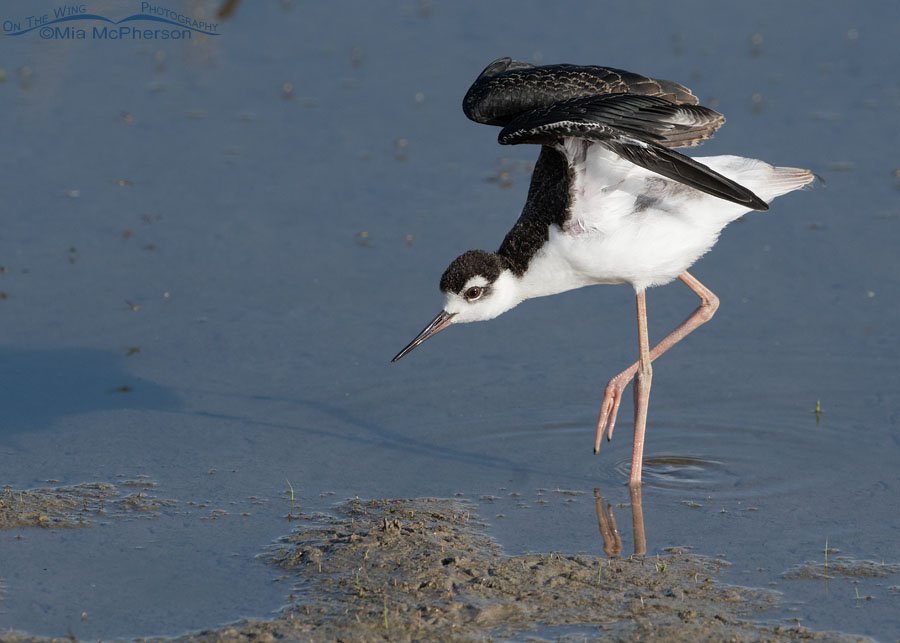 Black-necked Stilt chick wing lift, Bear River Migratory Bird Refuge, Box Elder County, Utah