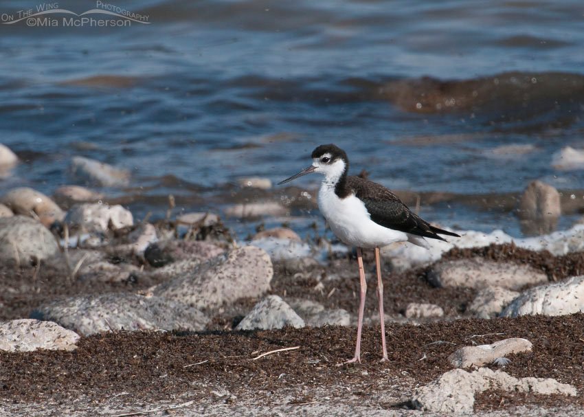 Black-necked Stilt on the shoreline of the Great Salt Lake, Davis County, Utah