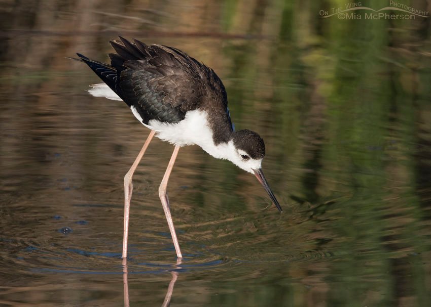 Black-necked Stilt juvenile at Bear River MBR, Bear River Migratory Bird Refuge, Box Elder County, Utah