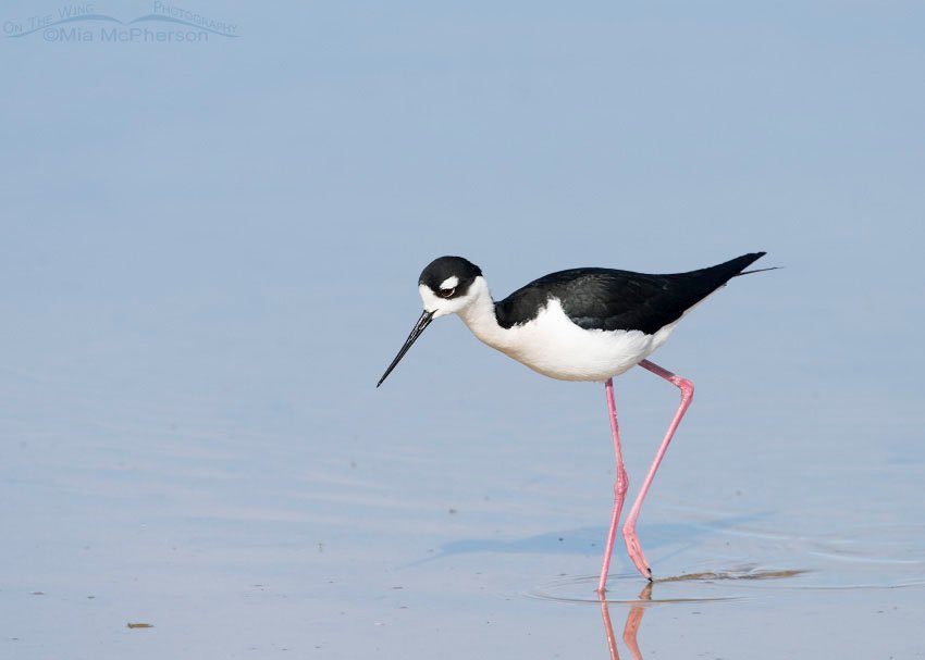Male Black-necked Stilt foraging, Bear River Migratory Bird Refuge, Box Elder County, Utah