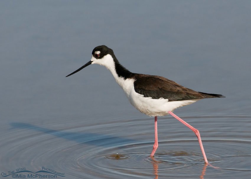 Black-necked Stilt in shallow water at Bear River Migratory Bird Refuge, Box Elder County, Utah
