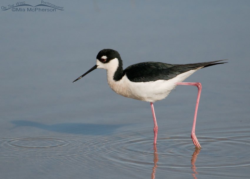Black-necked Stilt male at Bear River MBR, Bear River Migratory Bird Refuge, Box Elder County, Utah