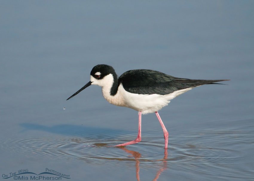 Black-necked Stilt with a tiny water droplet, Bear River Migratory Bird Refuge, Box Elder County, Utah