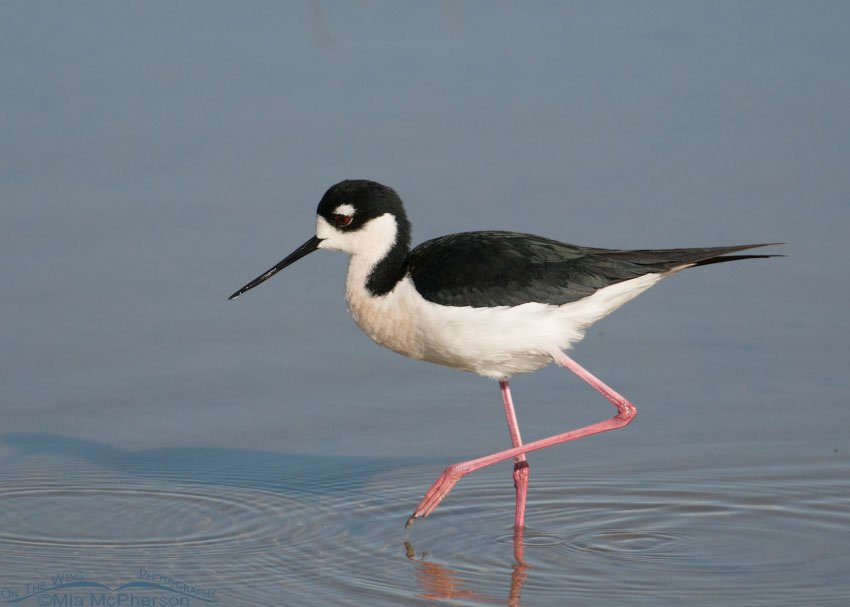 Black-necked Stilt on one leg at Bear River Migratory Bird Refuge, Box Elder County, Utah