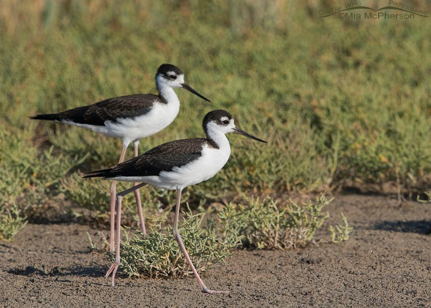 Juvenile Black-necked Stilts in the marsh at Bear River MBR, Box Elder County, Utah