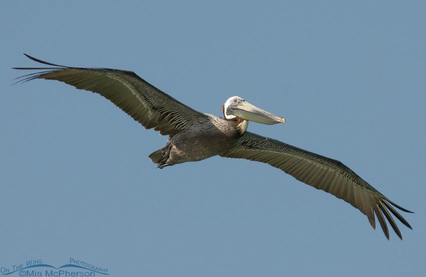 Brown Pelican in flight over the Gulf of Mexico, Fort De Soto County Park, Pinellas County, Florida