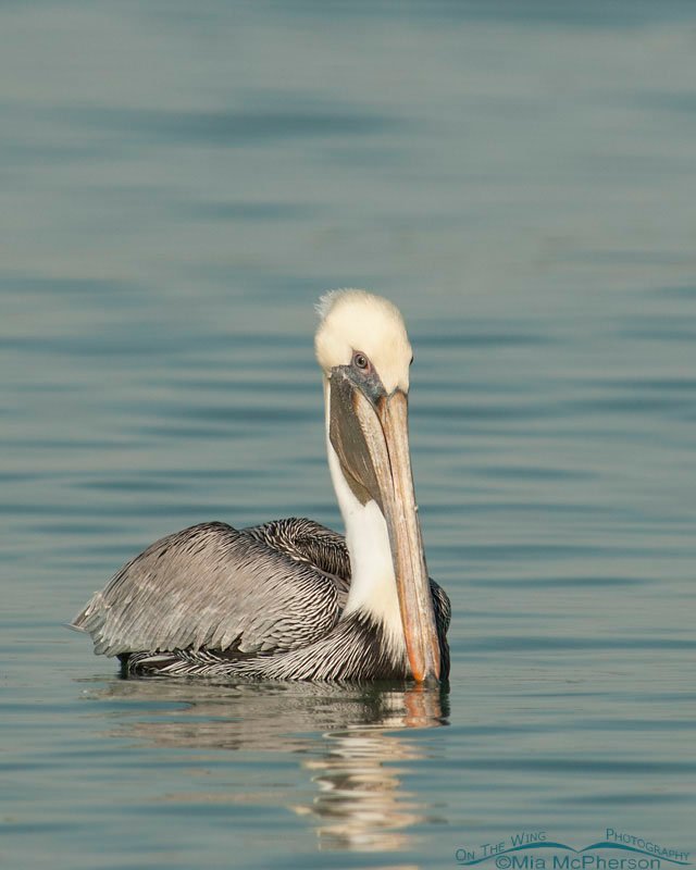 Adult Brown Pelican close up at Fort De Soto, Florida