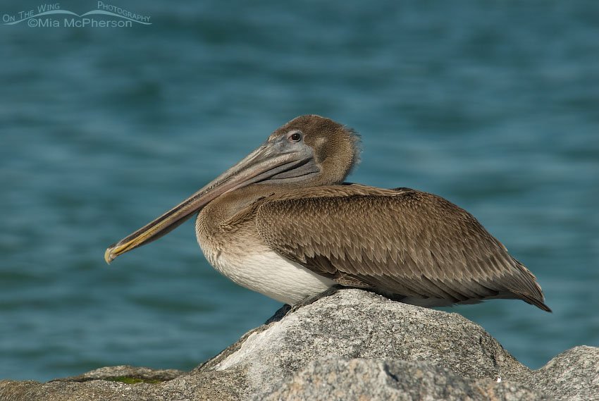 Juvenile Brown Pelican at rest at the Gulf Pier of Fort De Soto, Pinellas County, Florida