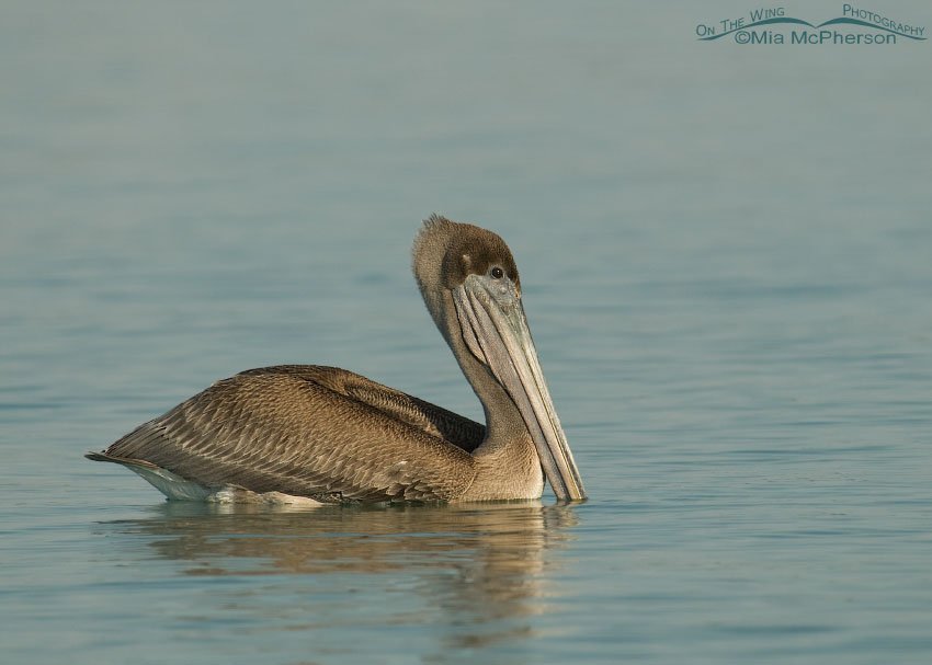 Juvenile Brown Pelican floating by, Fort De Soto County Park, Pinellas County, Florida