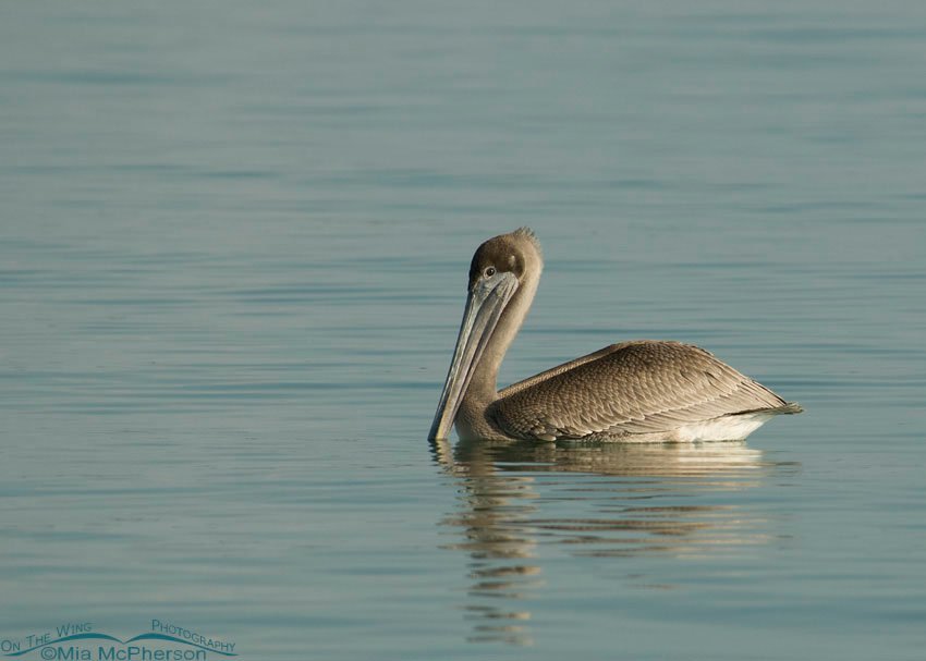Juvenile Brown Pelican floating by at the north end of Fort De Soto, Florida