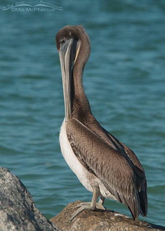Juvenile Brown Pelican preening on a rock, Fort De Soto County Park, Pinellas County, Florida