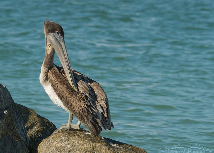 Brown Pelican juvenile preening at Fort De Soto, Pinellas County, Florida