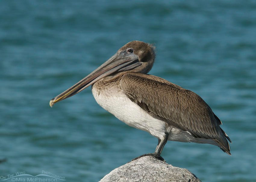 Immature Brown Pelican on the rocks, Fort De Soto County Park, Pinellas County, Florida