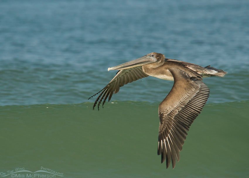 Immature Brown Pelican in flight over a wave, Fort De Soto County Park, Pinellas County, Florida