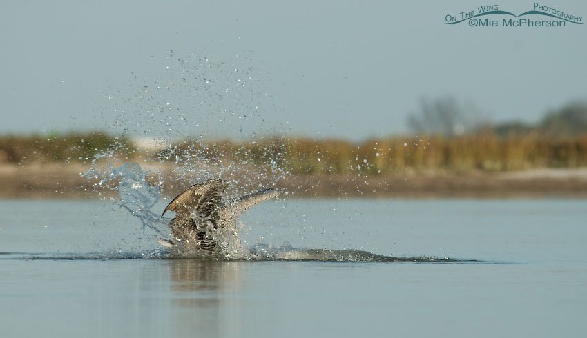Brown Pelican splash down in a tidal lagoon, Fort De Soto County Park, Pinellas County, Florida