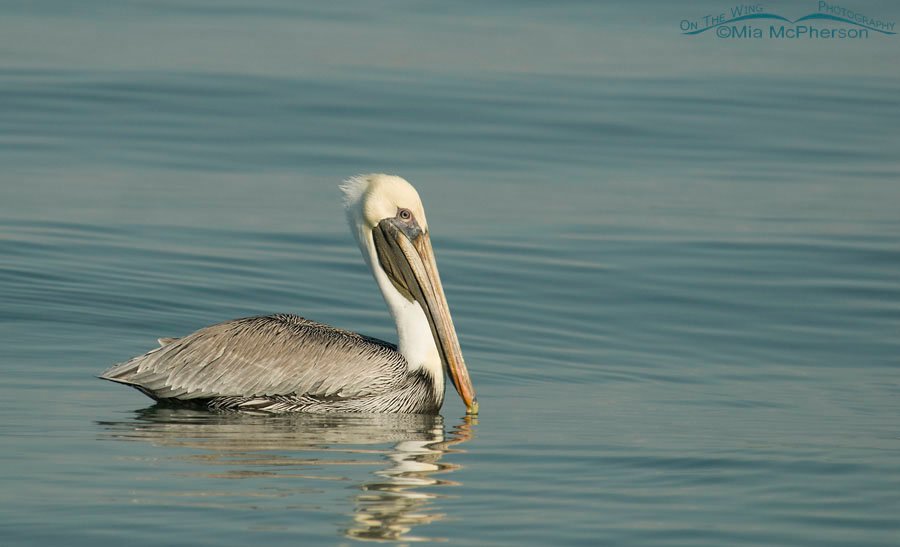 Adult Brown Pelican, Fort De Soto County Park, Pinellas County, Florida