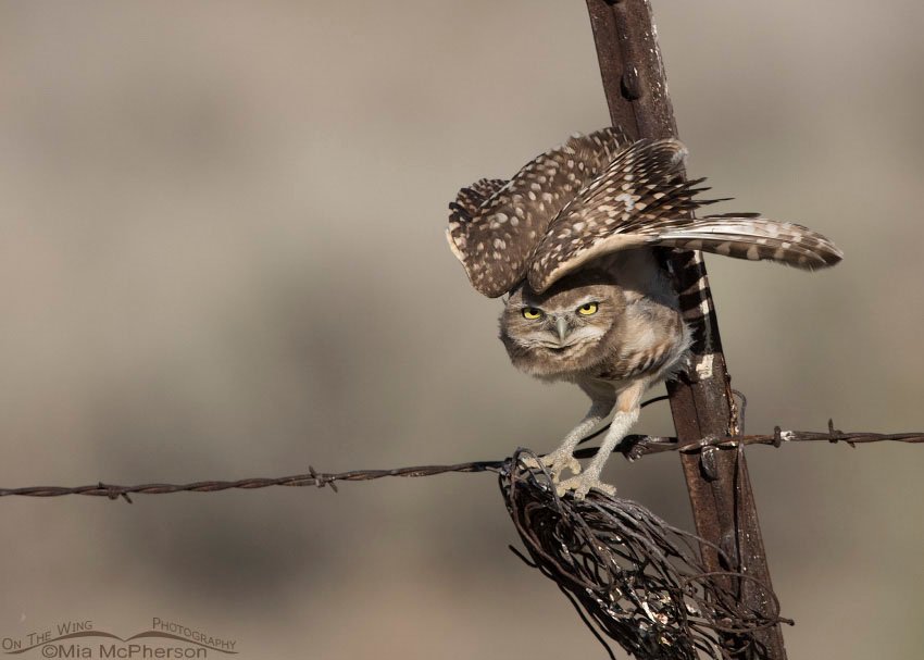 Juvenile Burrowing Owl stretching on a fence, Box Elder County, Utah