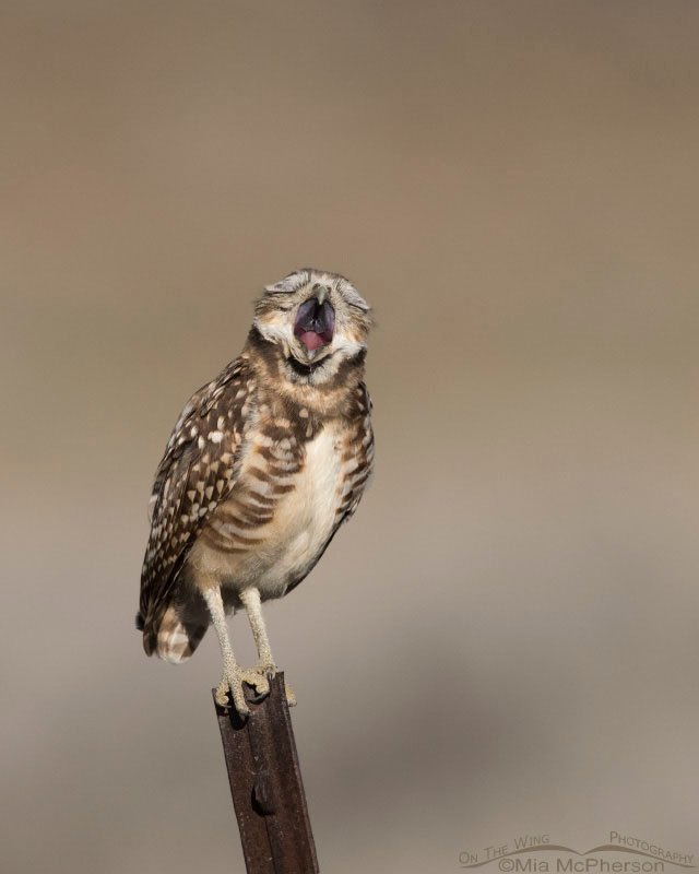Huge yawn from a juvenile Burrowing Owl, Box Elder County, Utah