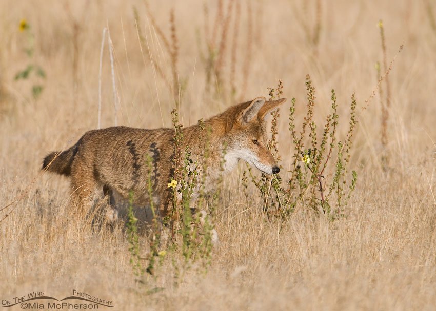 The Coyote hunter, prairie grassland, Antelope Island State Park, Davis County, Utah