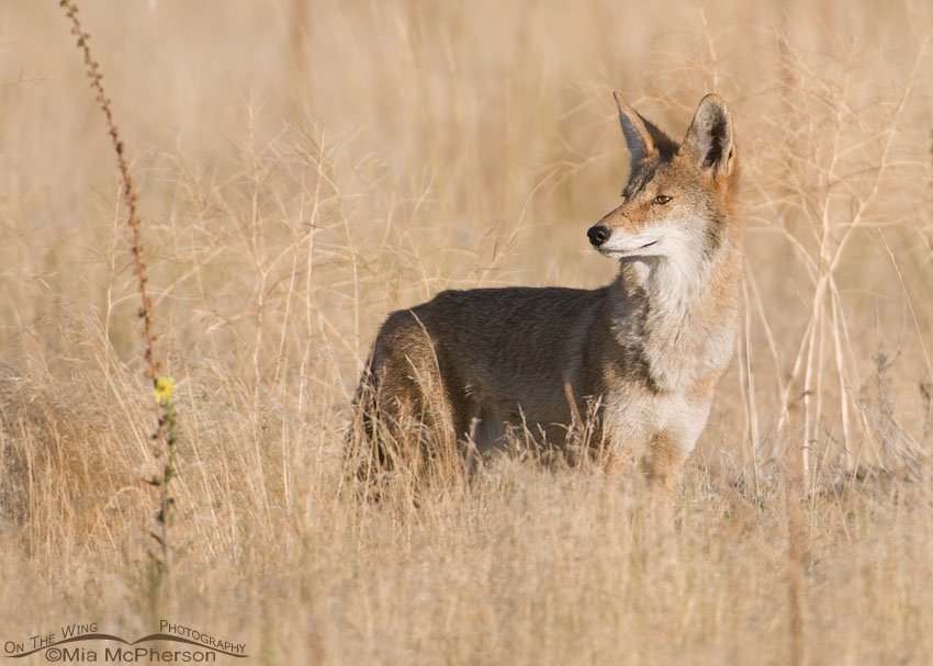 Coyote in a prairie grassland, Antelope Island State Park, Davis County, Utah