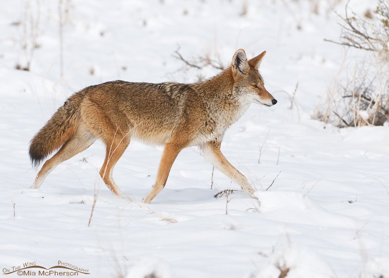 Coyote in a November snow, Antelope Island State Park, Davis County, Utah